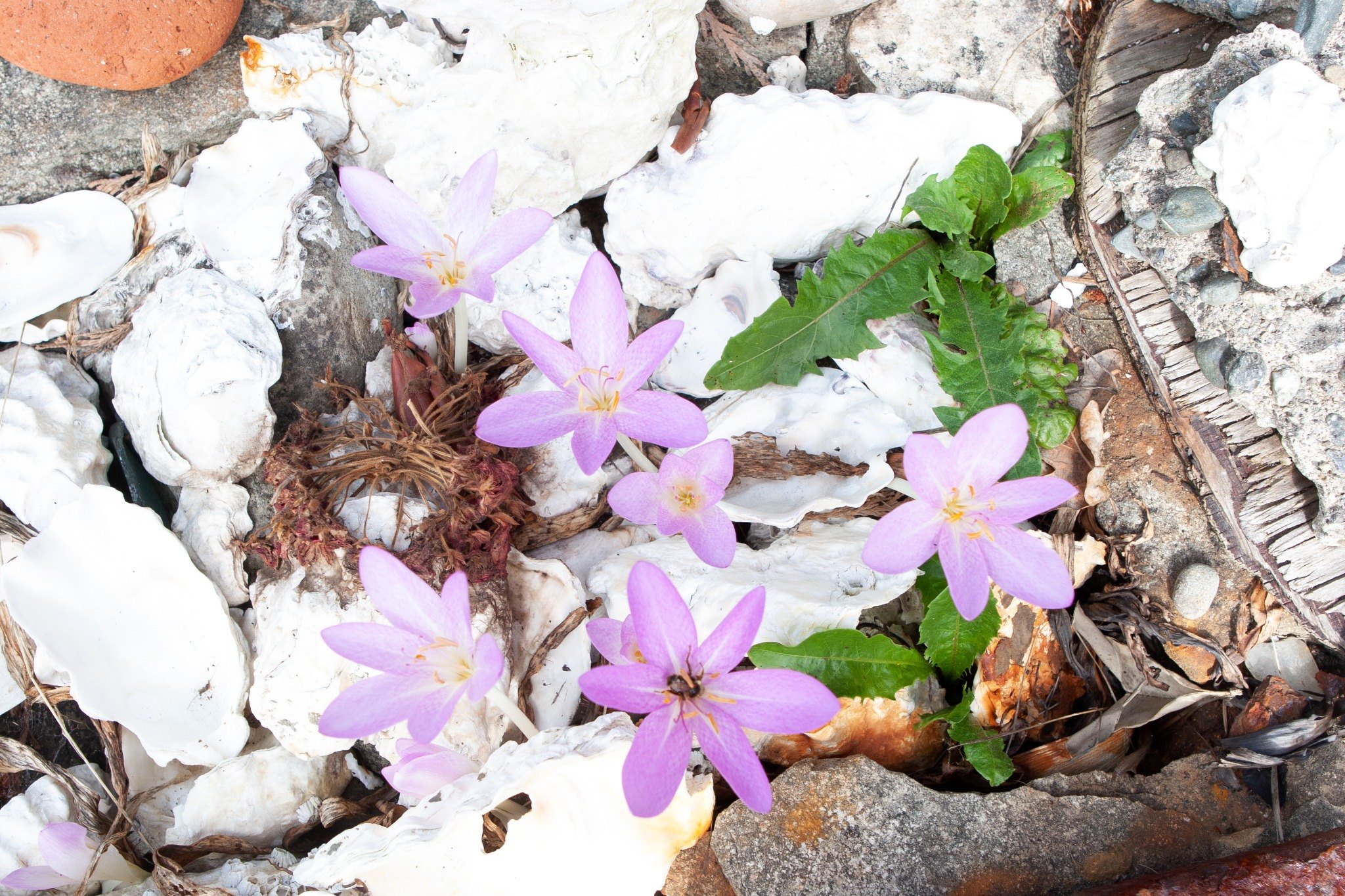 Autumn crocus flowers on Mayne Island