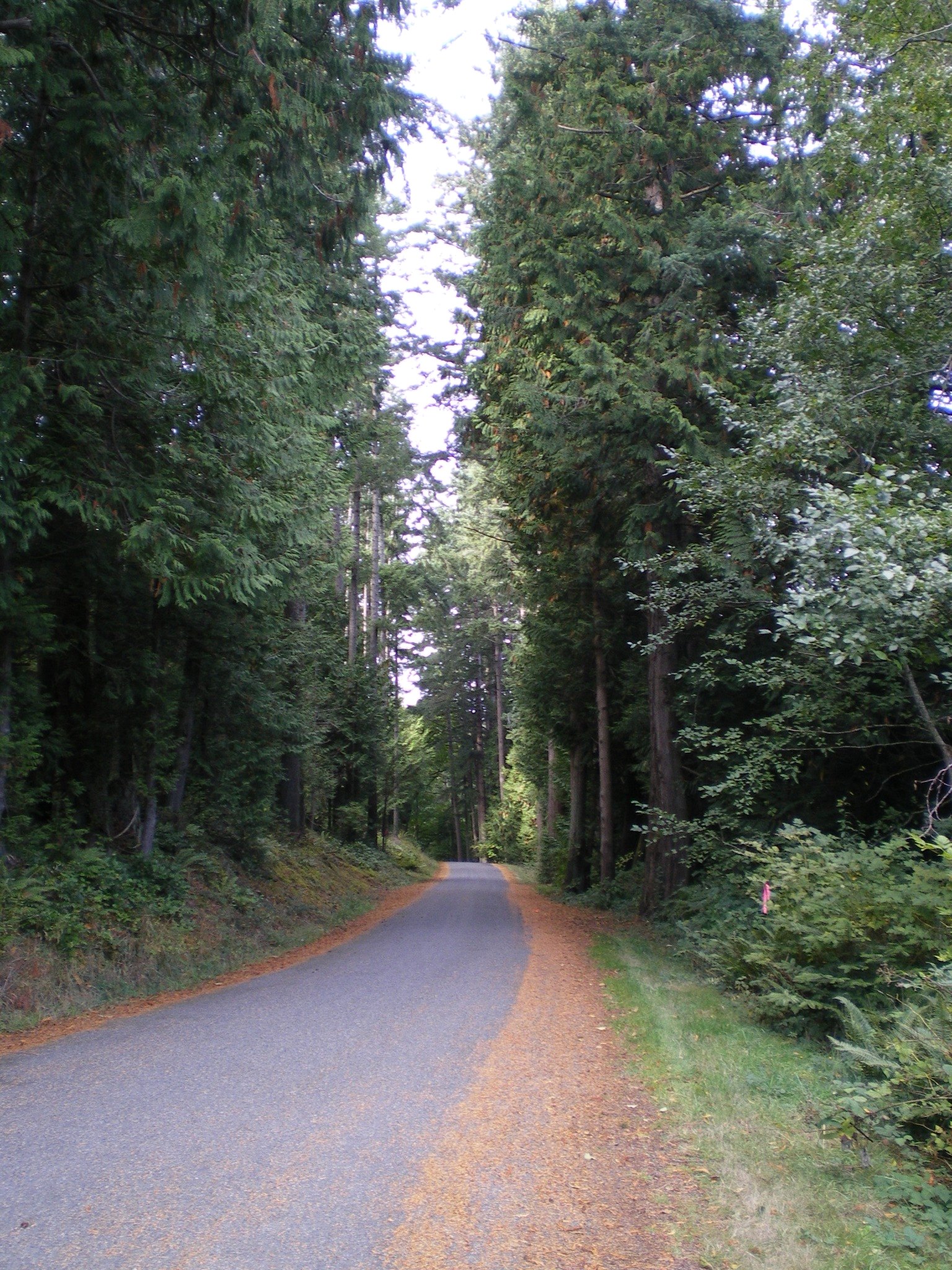 A quiet forest road on Mayne Island