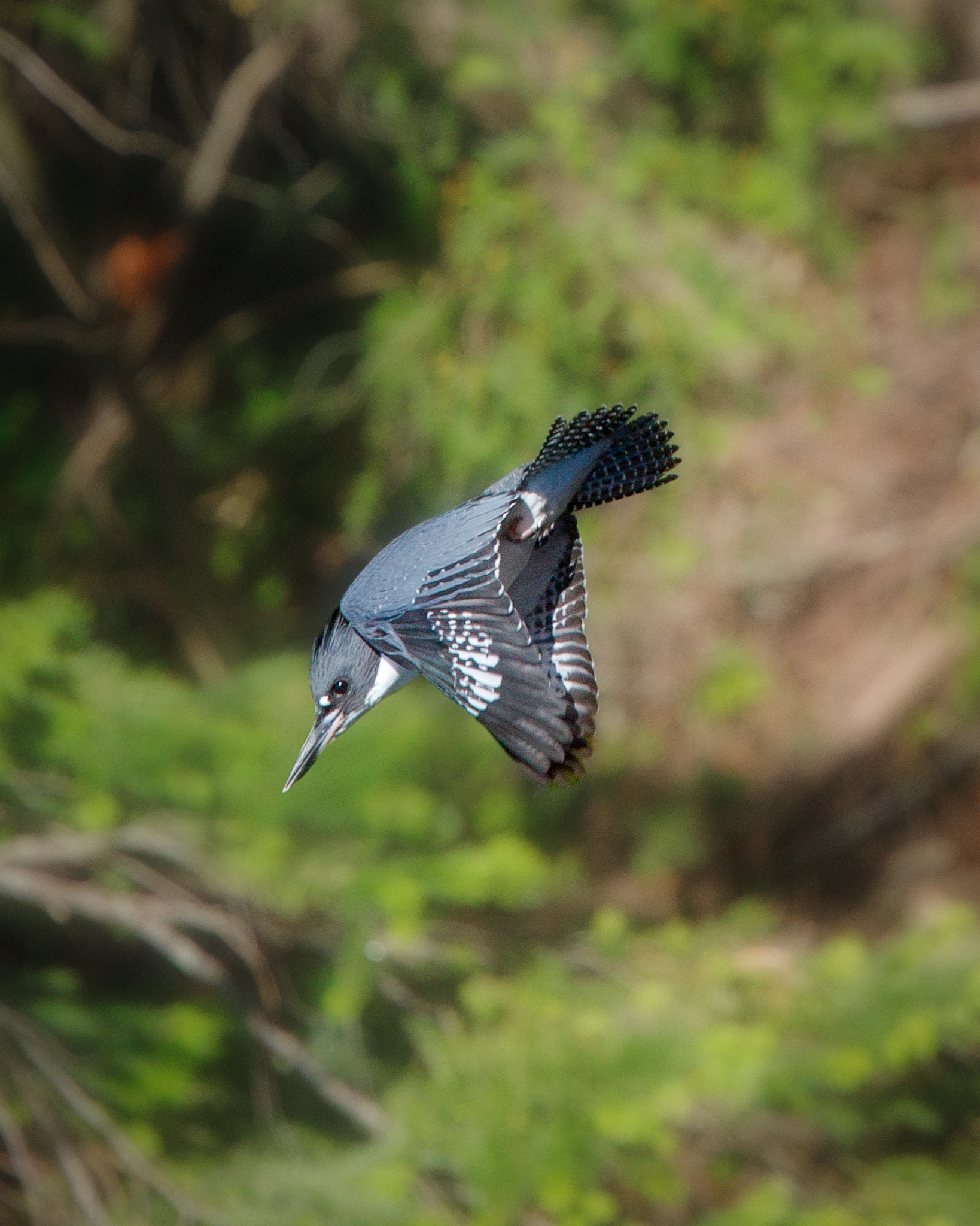 A belted kingfisher in flight on Mayne Island